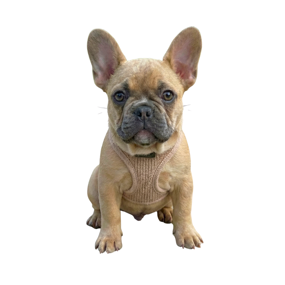 Dog photo after background removal